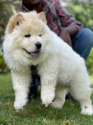 Photo - 1-3 months Male Purebred Chow Chow