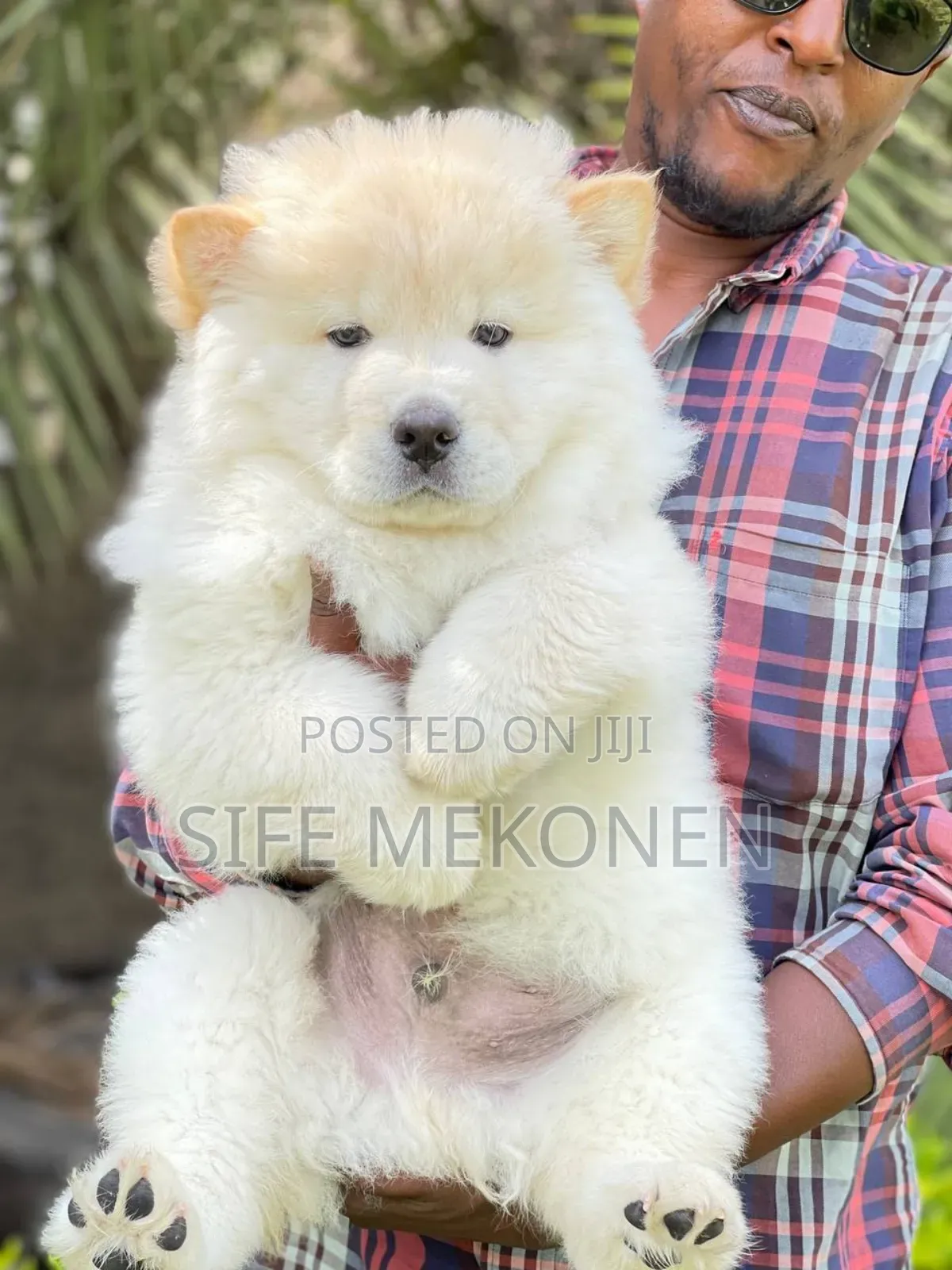 1-3 months Male Purebred Chow Chow