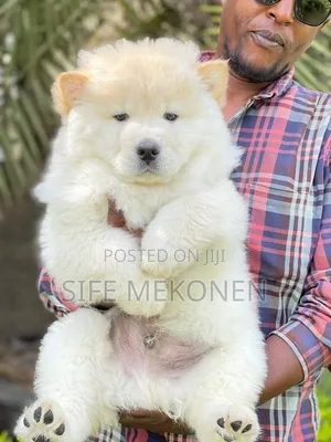 1-3 months Male Purebred Chow Chow