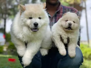 1-3 months Male Purebred Chow Chow
