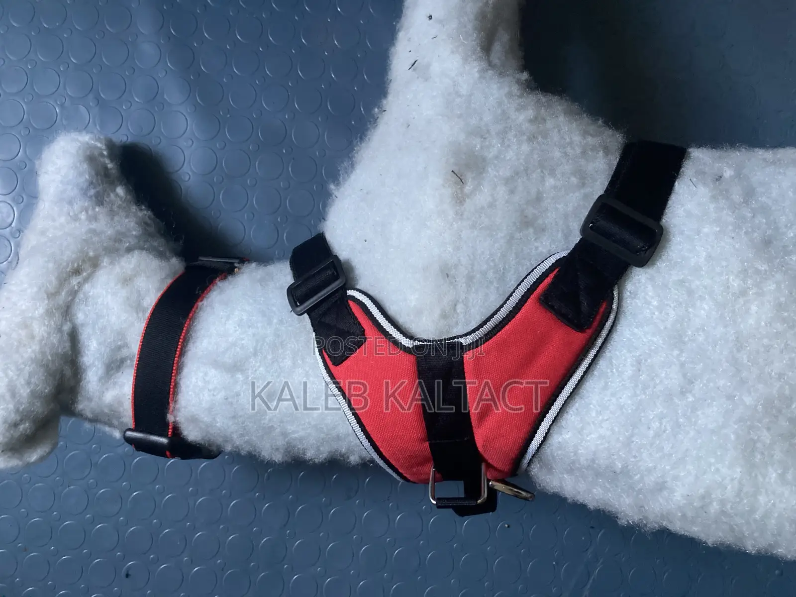 Sadle Dog Harness