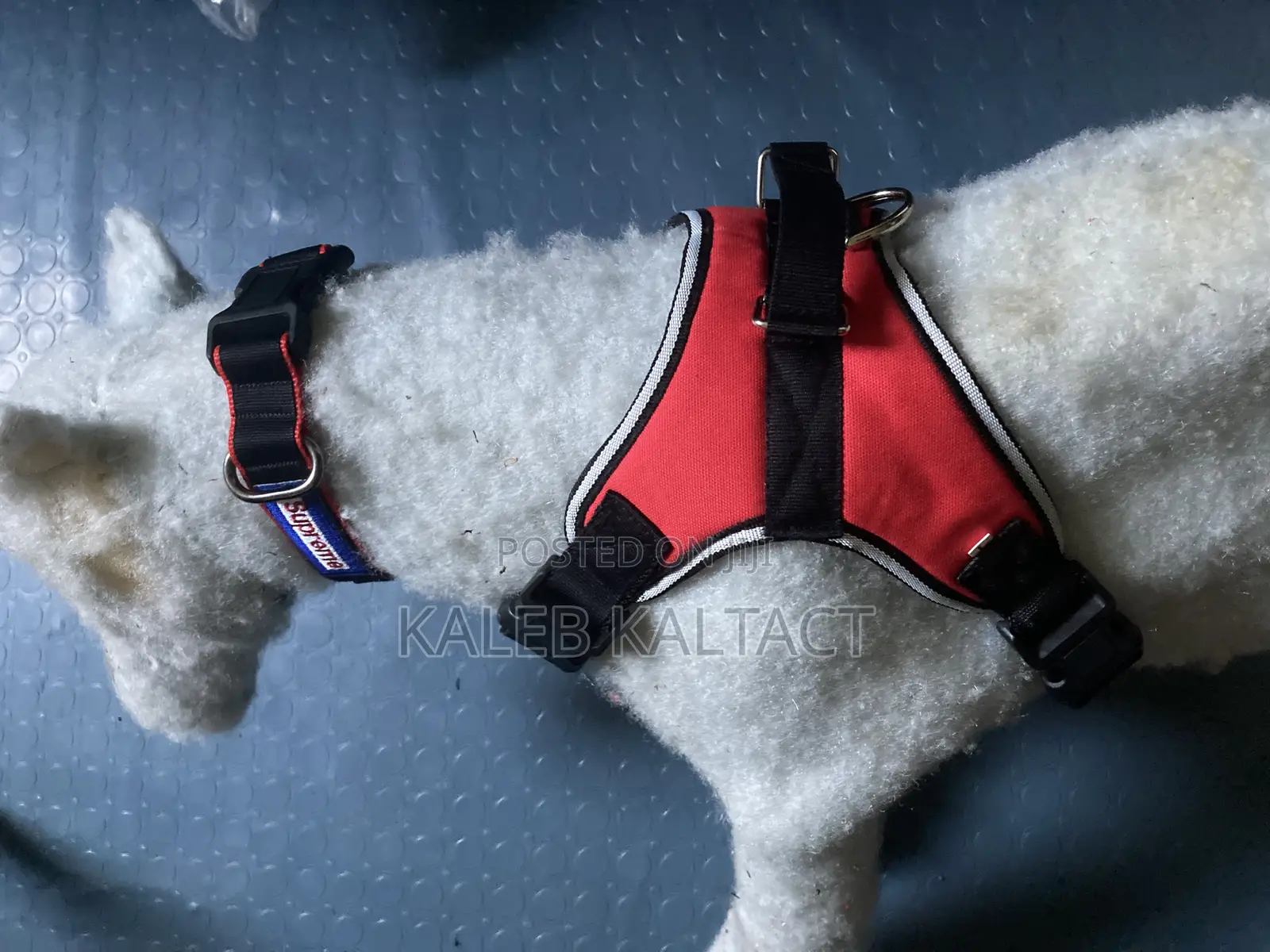 Sadle Dog Harness