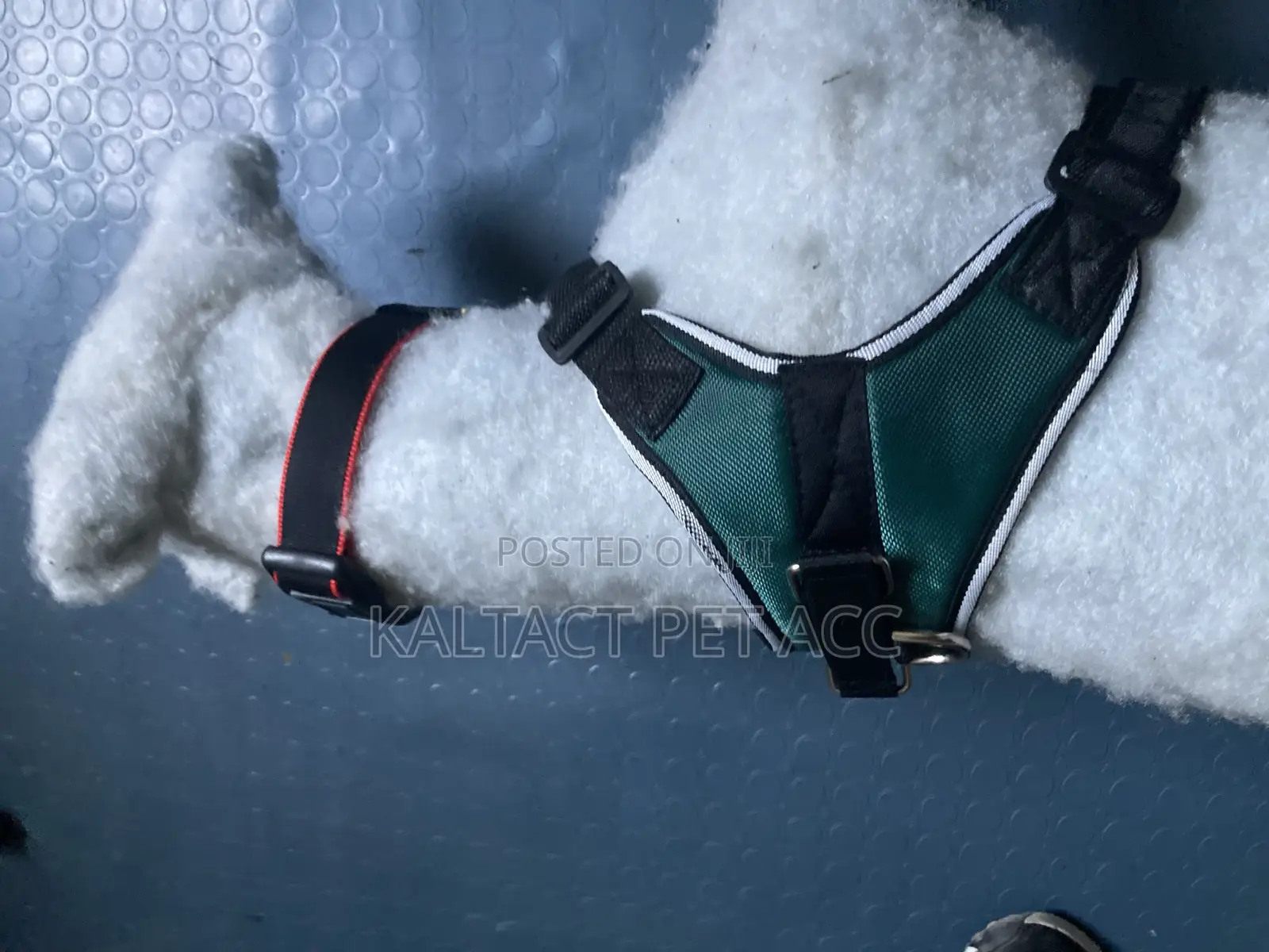 Sadle Dog Harness