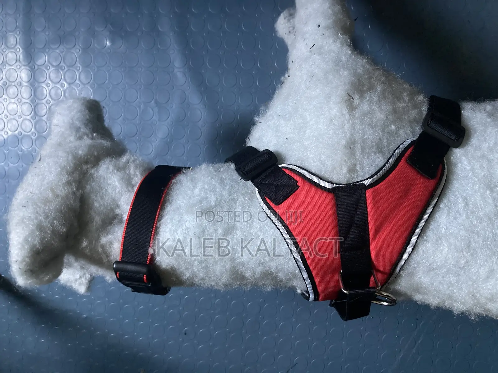 Saddle Dog Harnesses