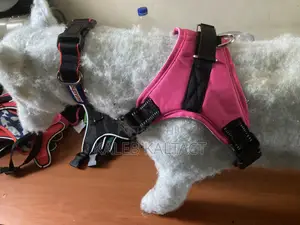 Photo - Saddle Dog Harnesses