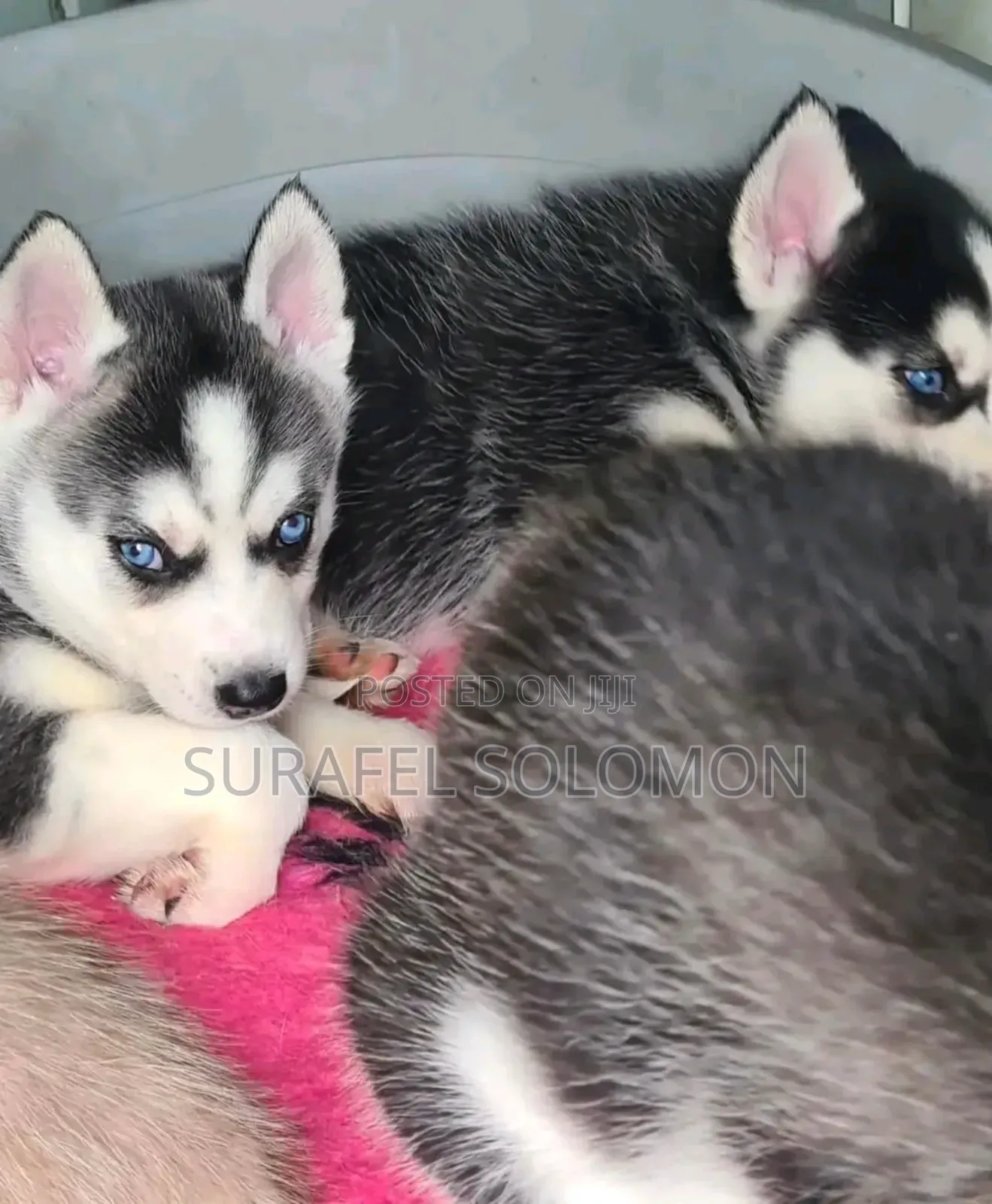 1-3 months Male Purebred Siberian Husky