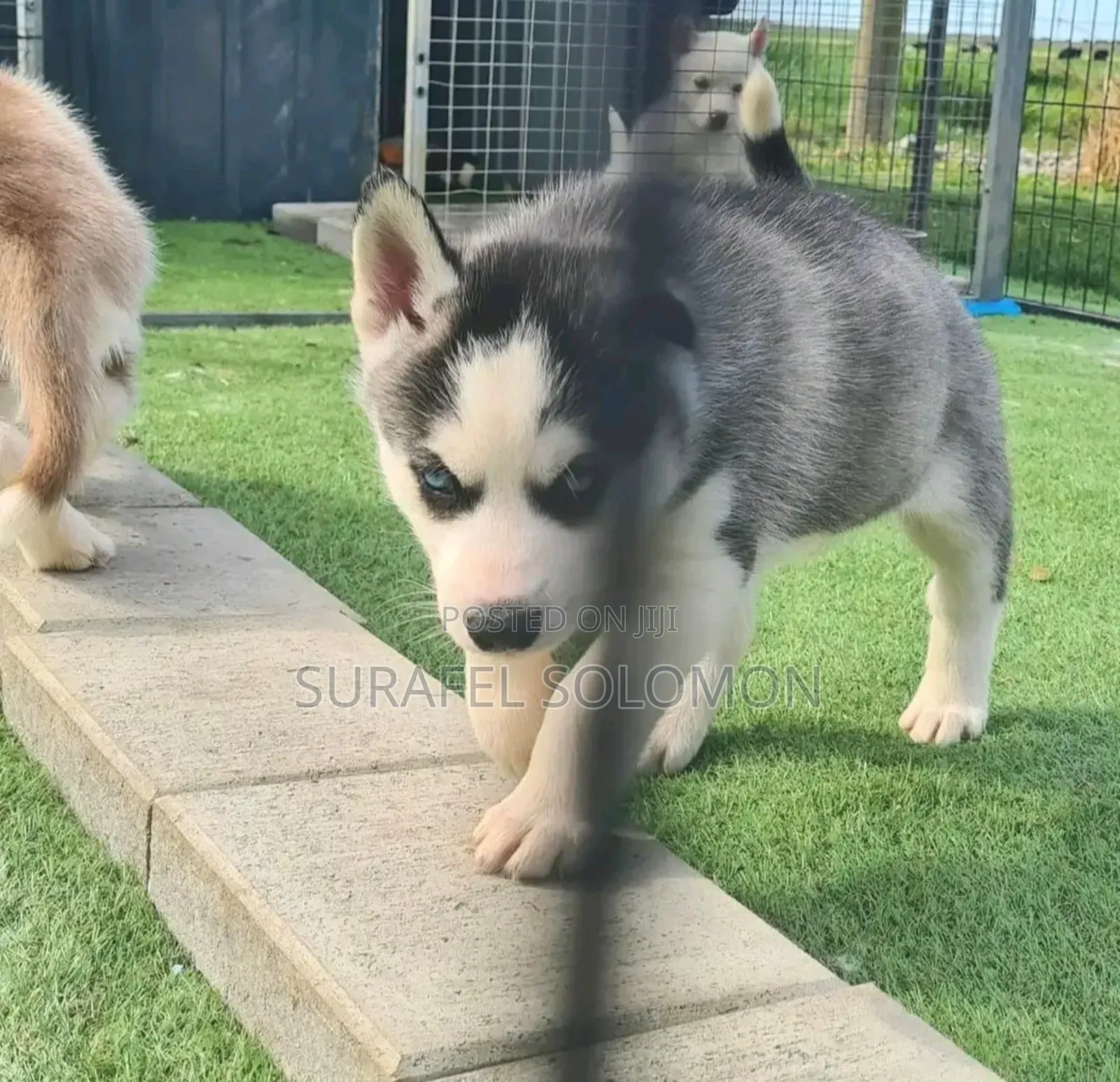 1-3 months Male Purebred Siberian Husky