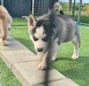 1-3 months Male Purebred Siberian Husky