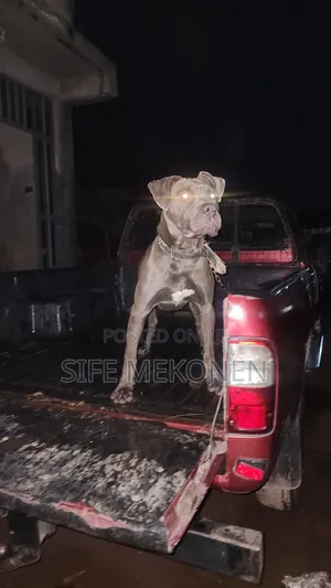 Photo - 1-3 months Male Purebred American Pit Bull Terrier
