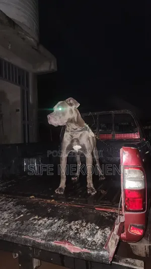 1-3 months Male Purebred American Pit Bull Terrier