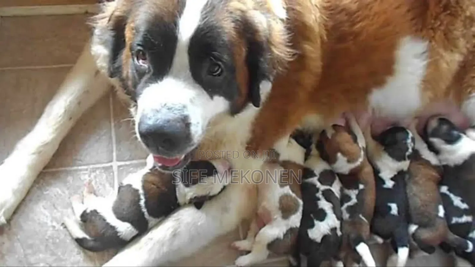 1-3 months Male Purebred Saint Bernard
