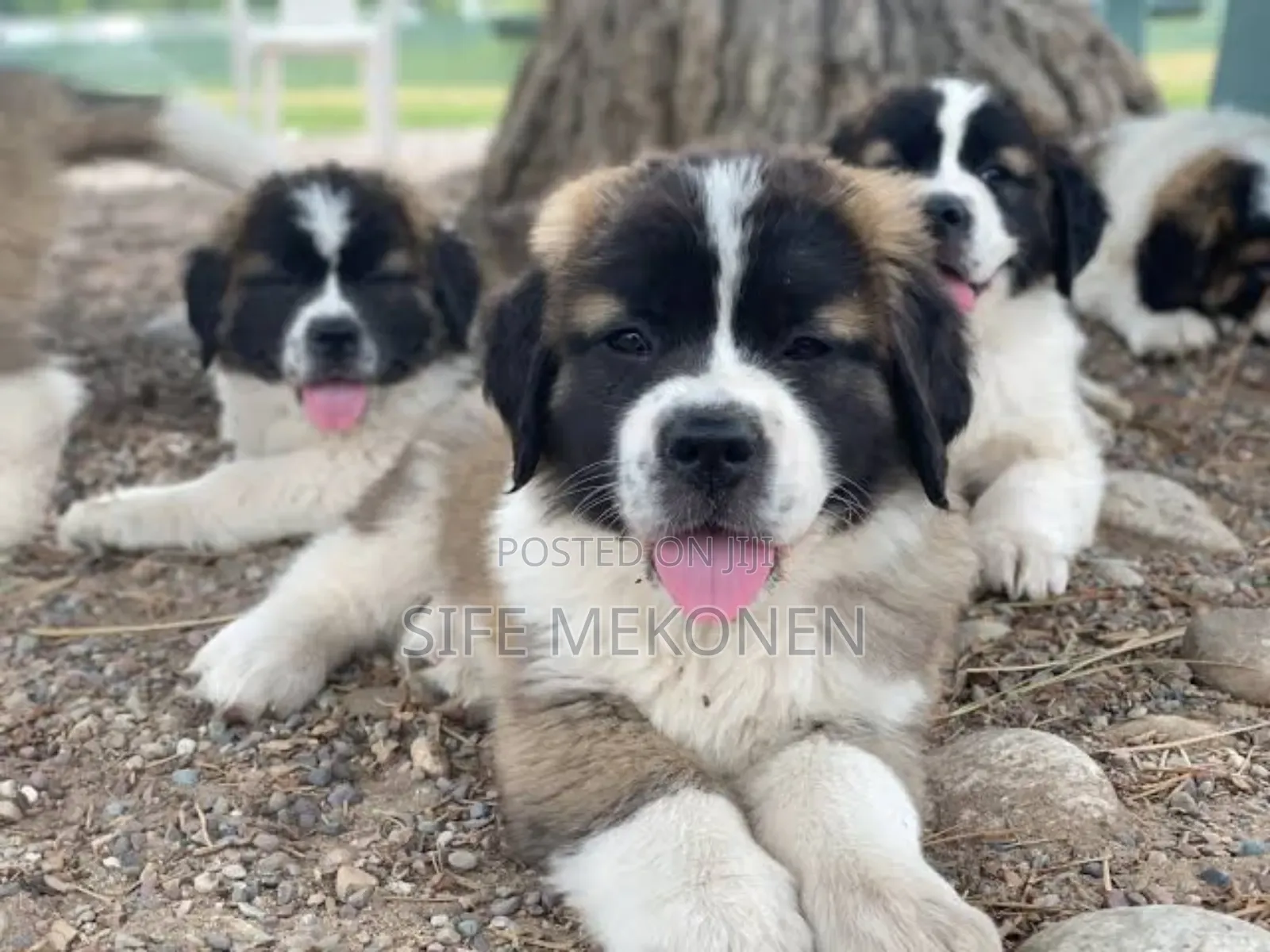 1-3 months Male Purebred Saint Bernard