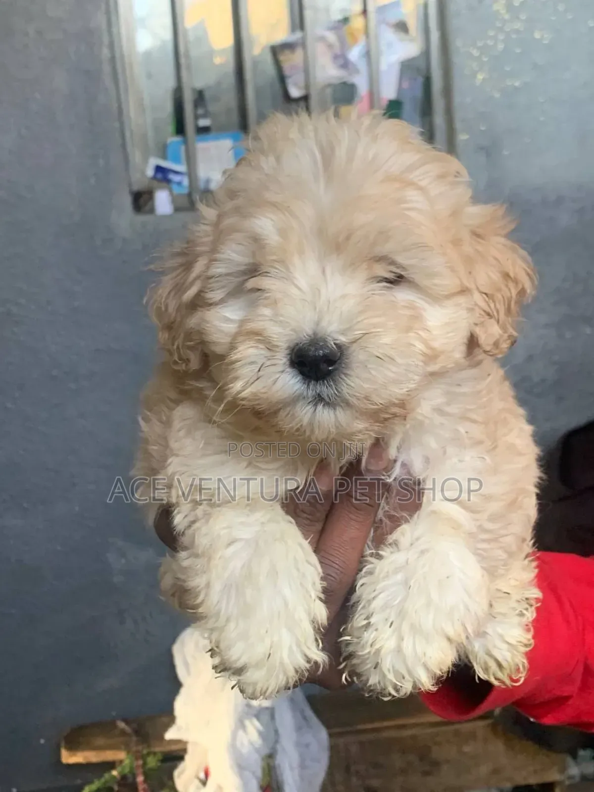 1-3 months Male Purebred Maltese Shih Tzu