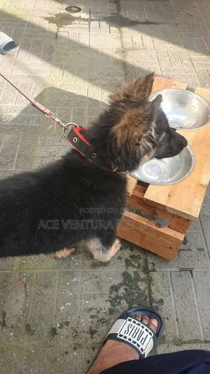 Photo - 1-3 months Male Purebred German Shepherd