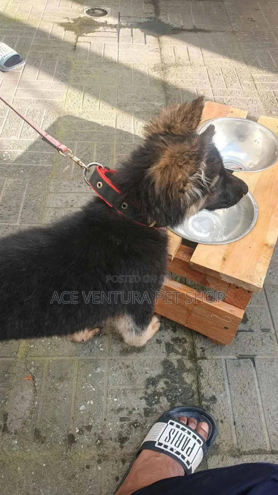 1-3 months Male Purebred German Shepherd