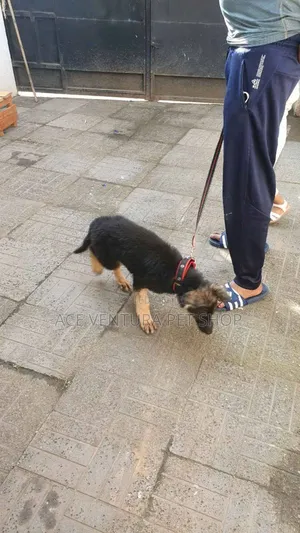 1-3 months Male Purebred German Shepherd