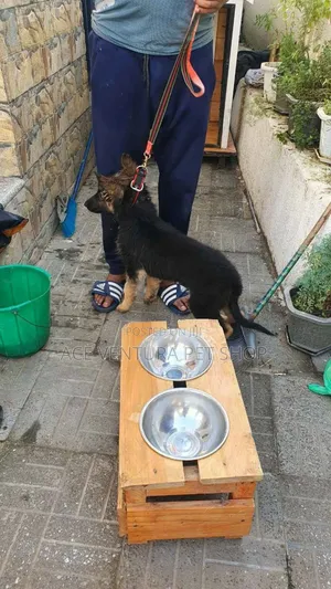1-3 months Male Purebred German Shepherd