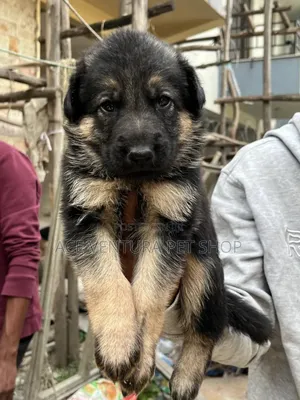 Photo - 1-3 months Male Purebred German Shepherd