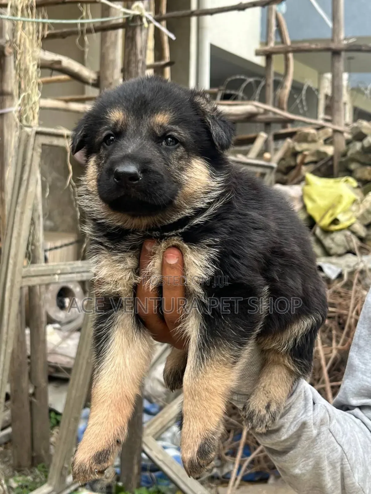 1-3 months Male Purebred German Shepherd