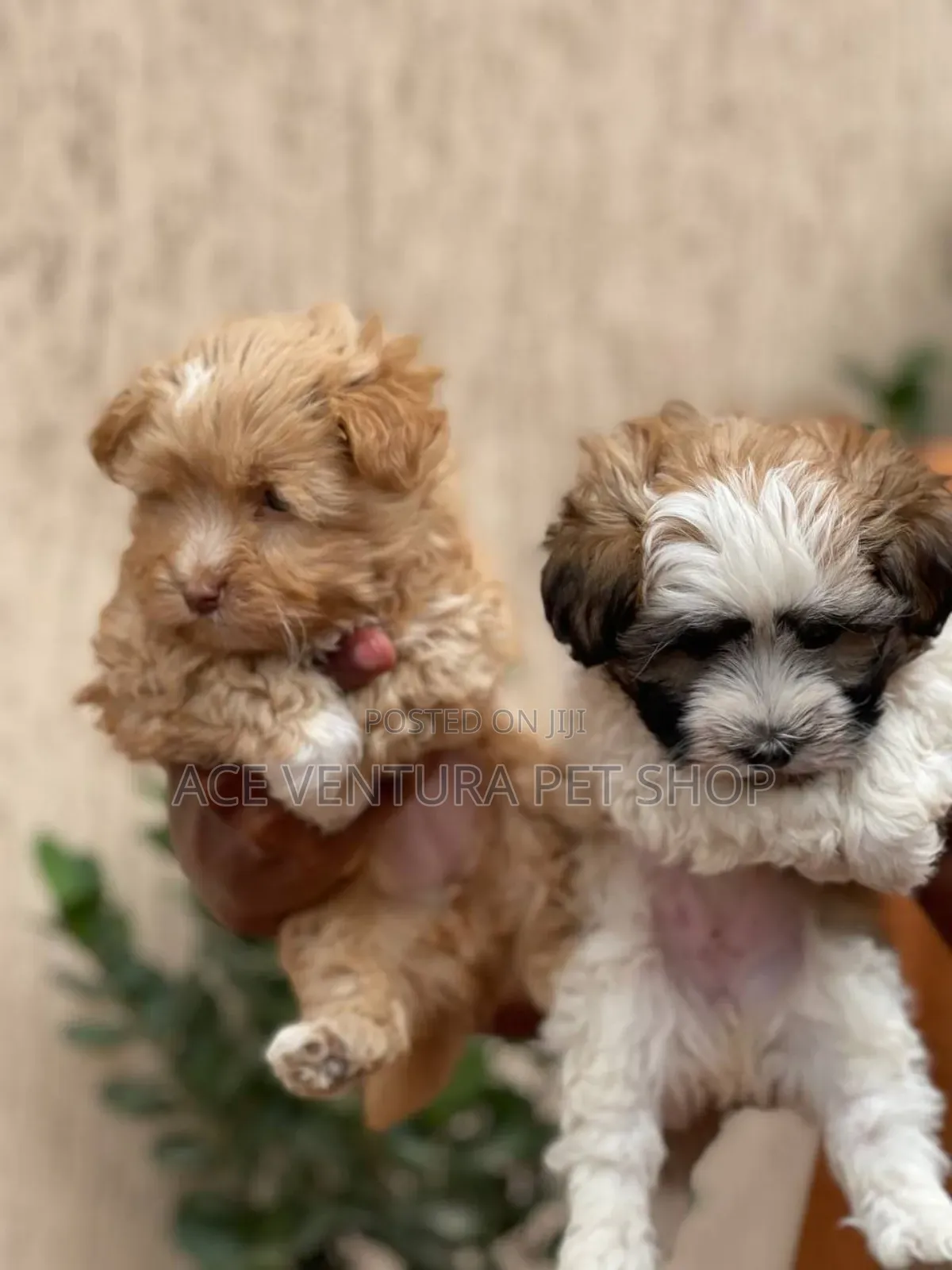 1-3 months Male Purebred Shih Tzu