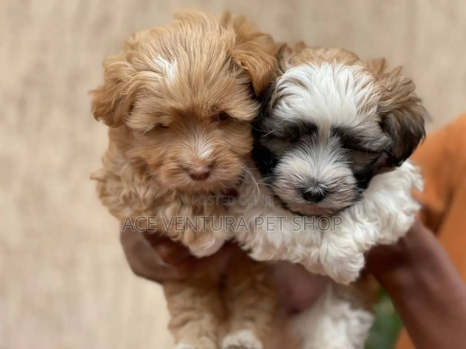 1-3 months Male Purebred Shih Tzu