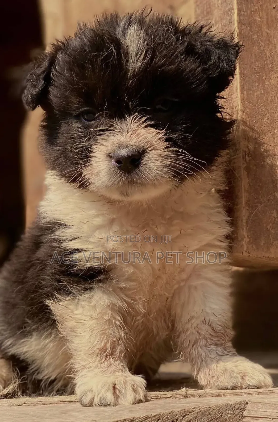 1-3 months Male Purebred Maltese