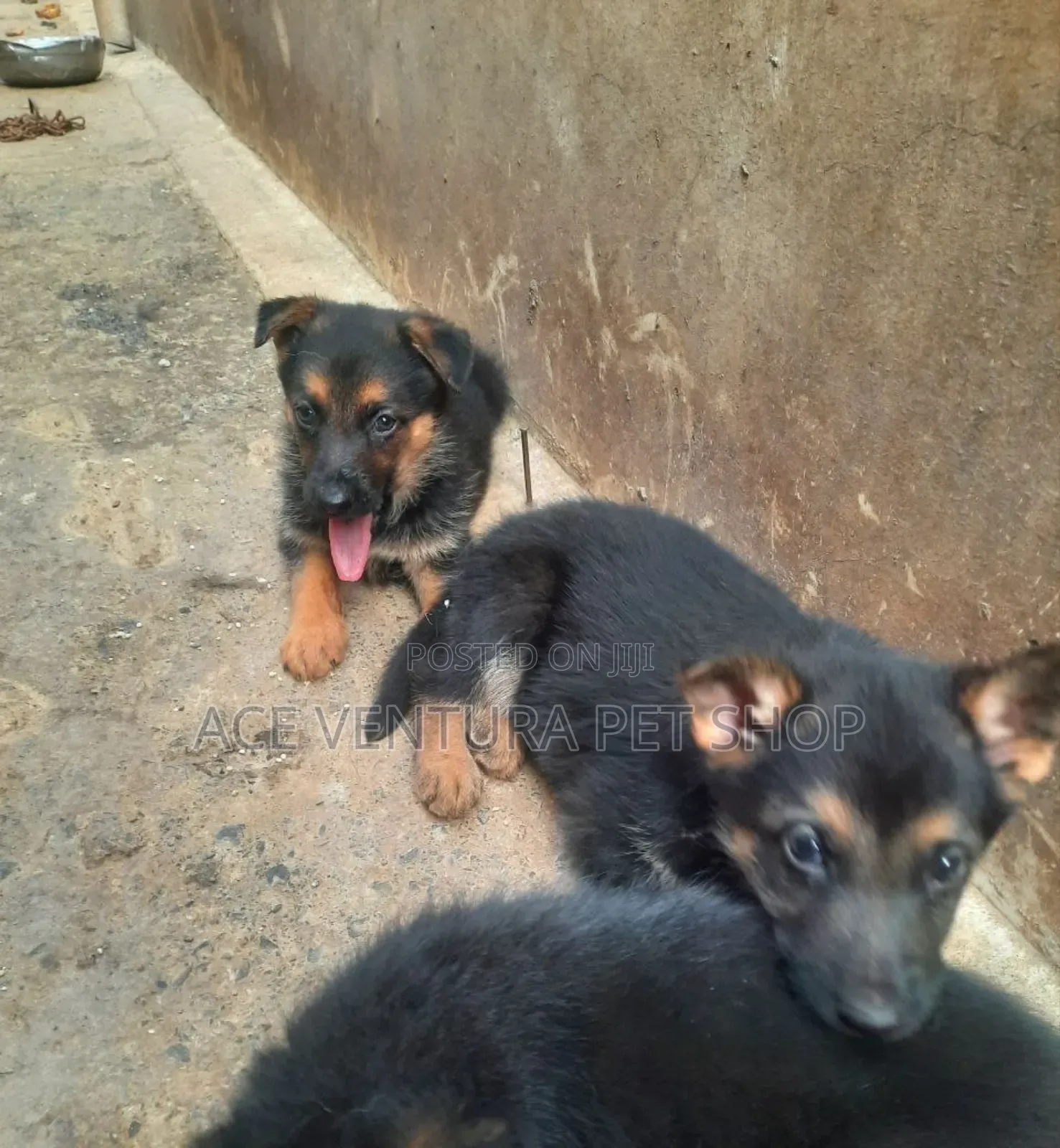 1-3 months Male Purebred German Shepherd