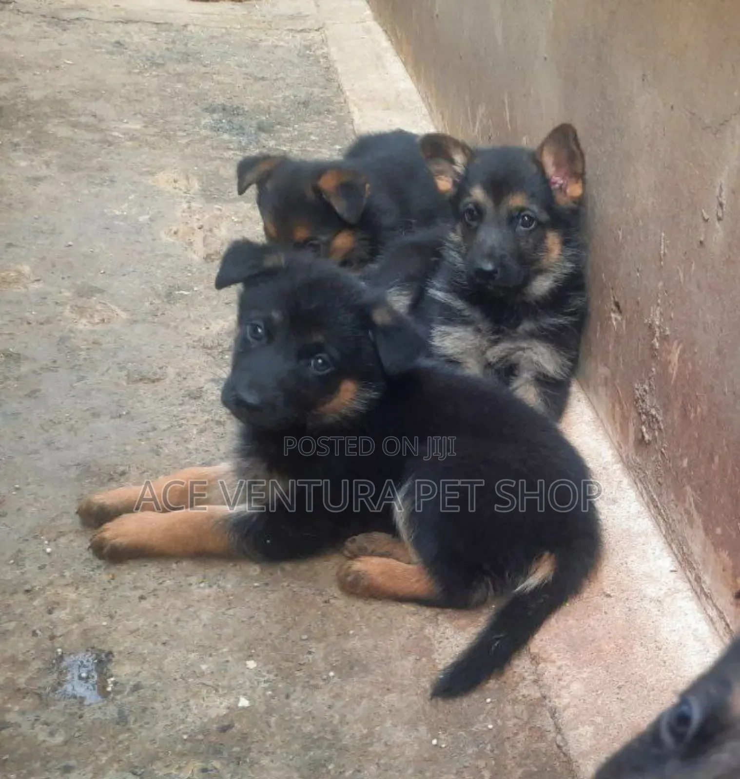 1-3 months Male Purebred German Shepherd