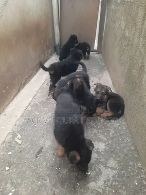 1-3 months Male Purebred German Shepherd