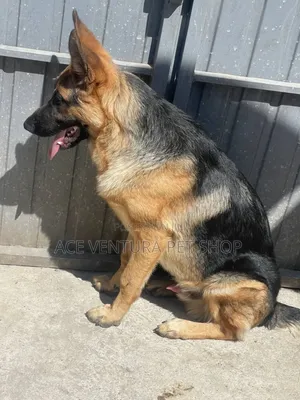 1-3 months Male Purebred German Shepherd