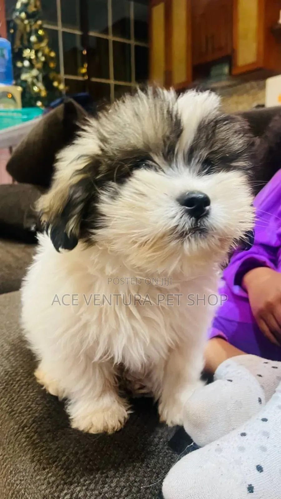1-3 months Male Purebred Maltese Shih Tzu