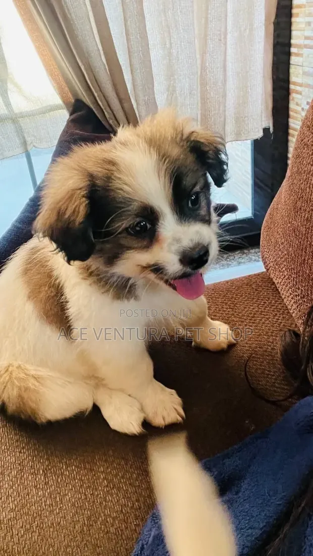 Mini Aussie Shih Tzu Mix Shih Tzu Shepherd Mix Poster Australian