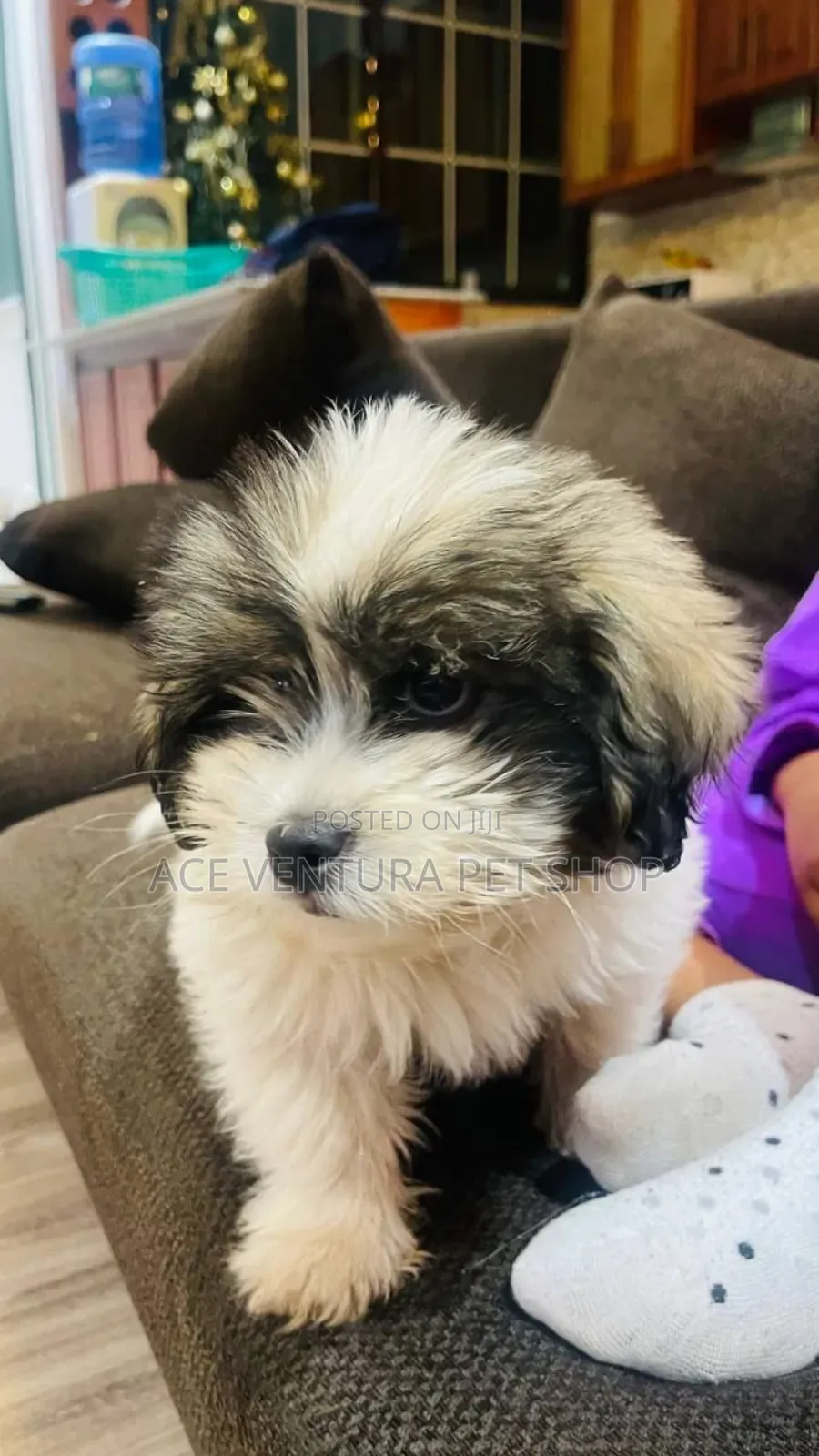 1-3 months Female Purebred Maltese Shih Tzu
