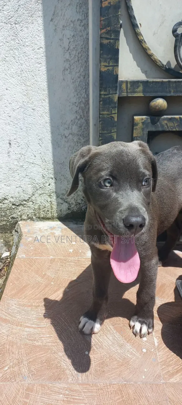 1-3 months Male Purebred American Pit Bull Terrier