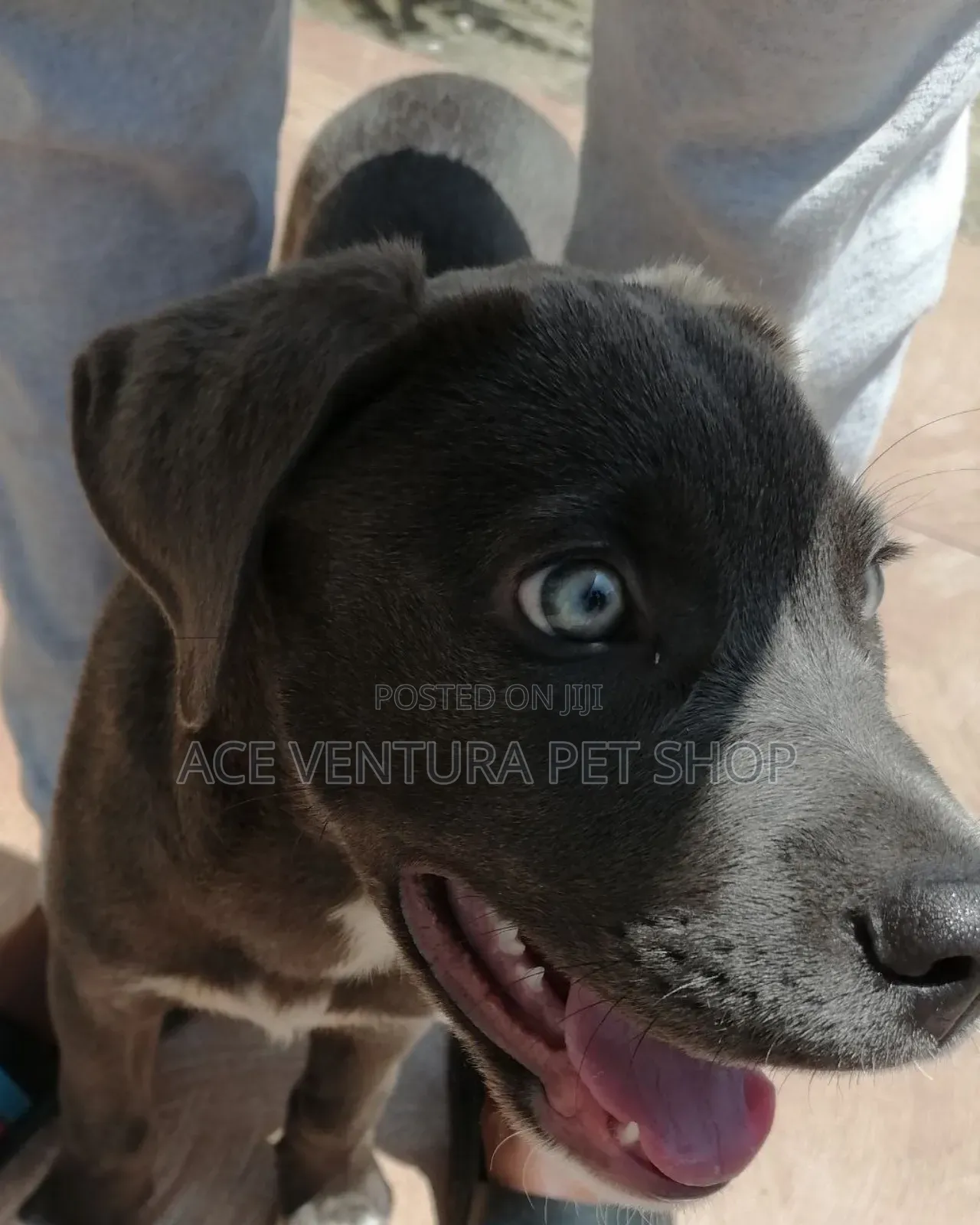 1-3 months Male Purebred American Pit Bull Terrier