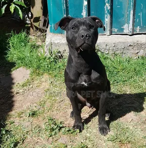 1-3 months Male Purebred American Pit Bull Terrier
