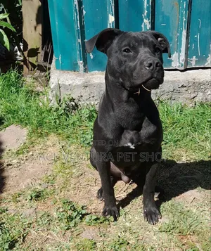 1-3 months Male Purebred American Pit Bull Terrier