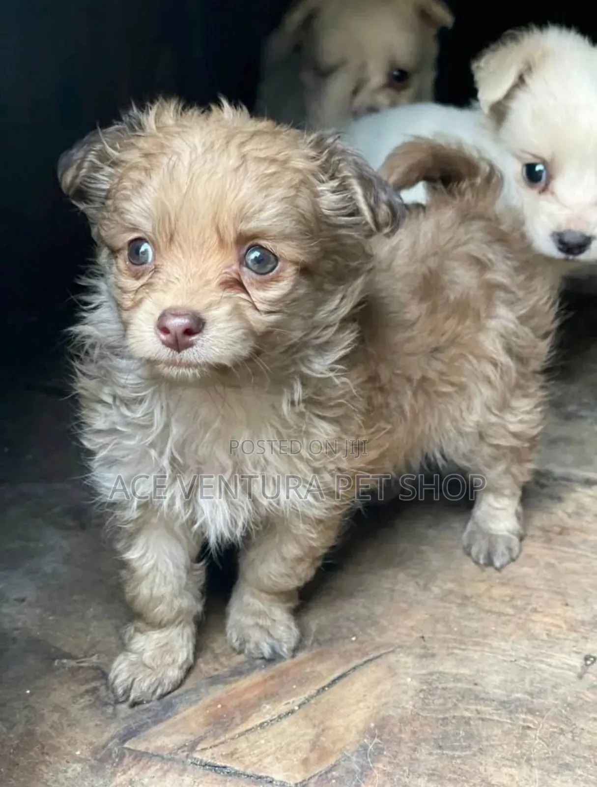 1-3 months Male Purebred Maltese