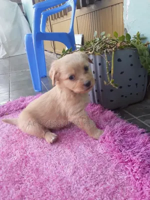 Photo - 1-3 months Male Purebred Maltese