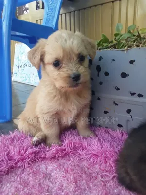 1-3 months Male Purebred Maltese