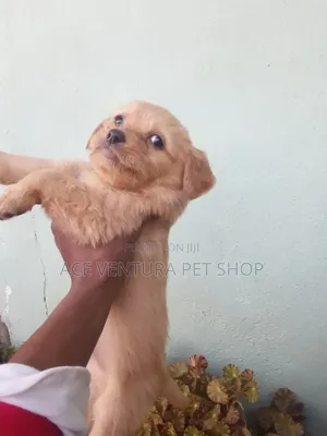 1-3 months Male Purebred Maltese