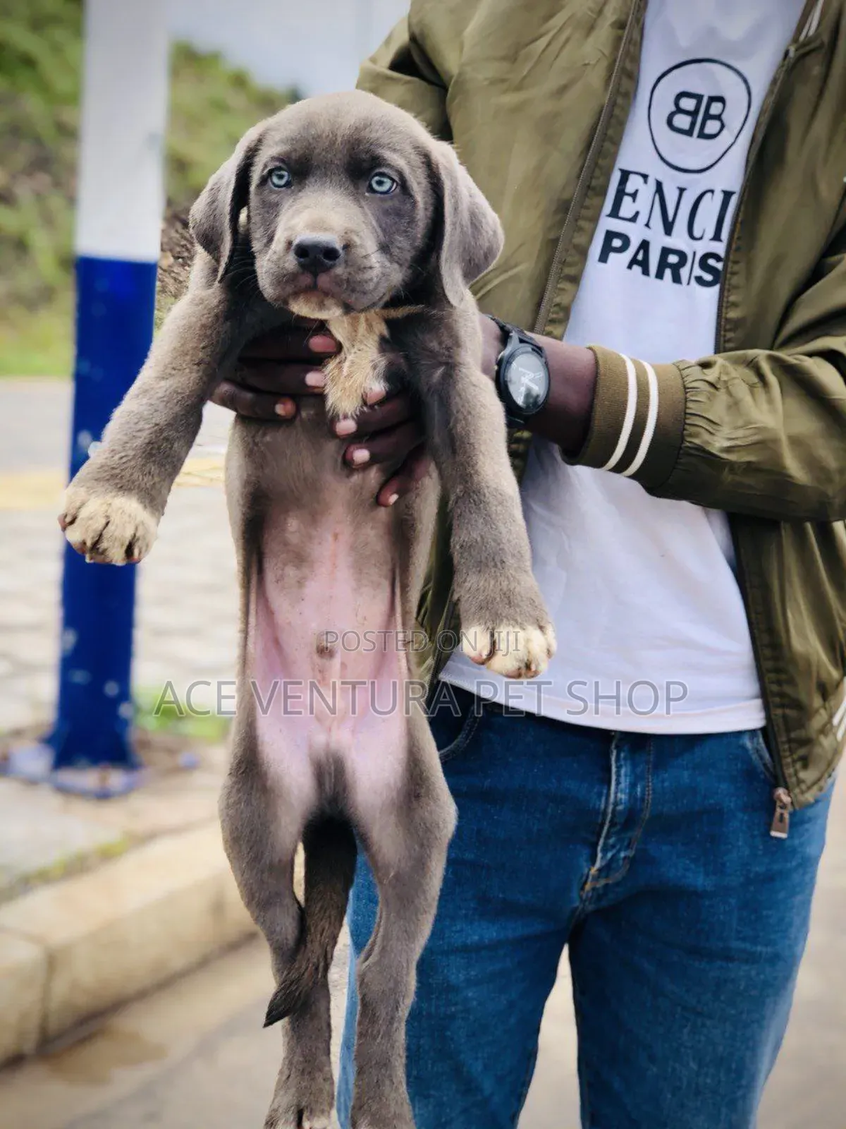 1-3 months Male Purebred American Pit Bull Terrier