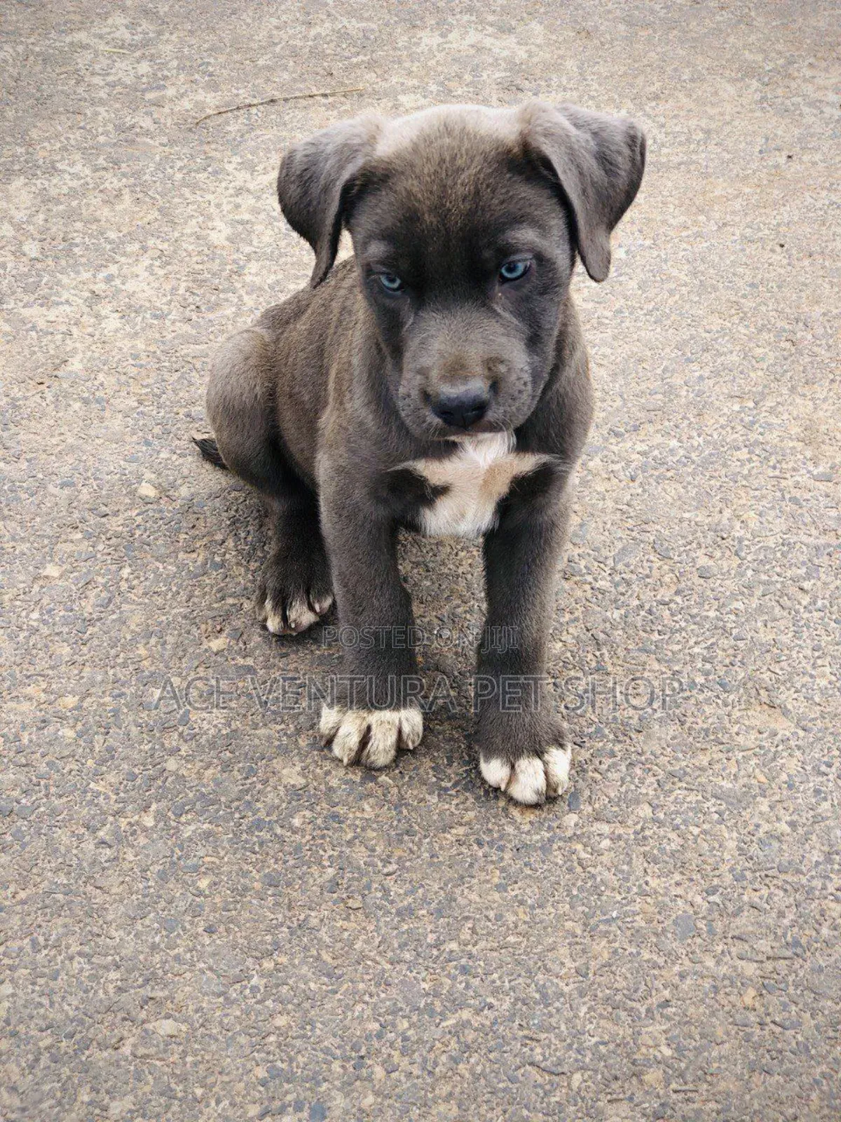 1-3 months Male Purebred American Pit Bull Terrier