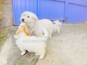 Photo - 1-3 months Female Purebred Maltese