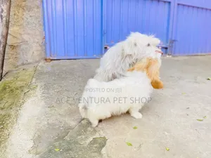 1-3 months Female Purebred Maltese