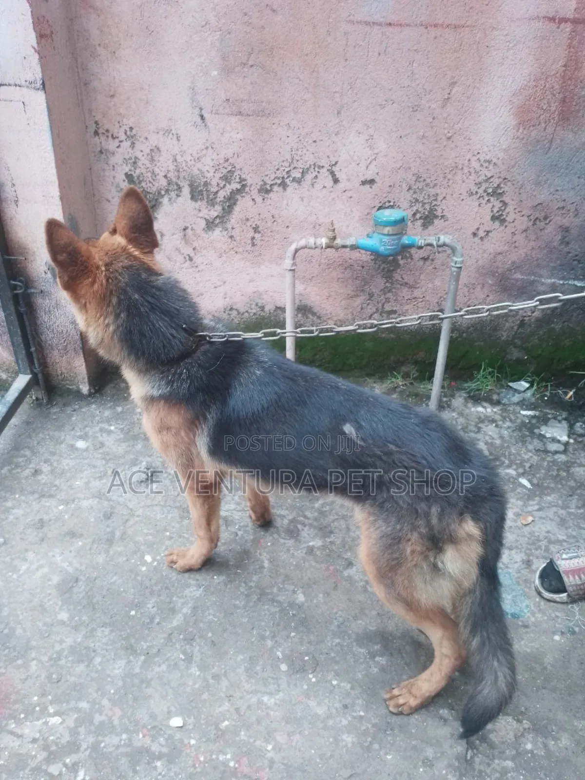 3-6 months Male Purebred German Shepherd