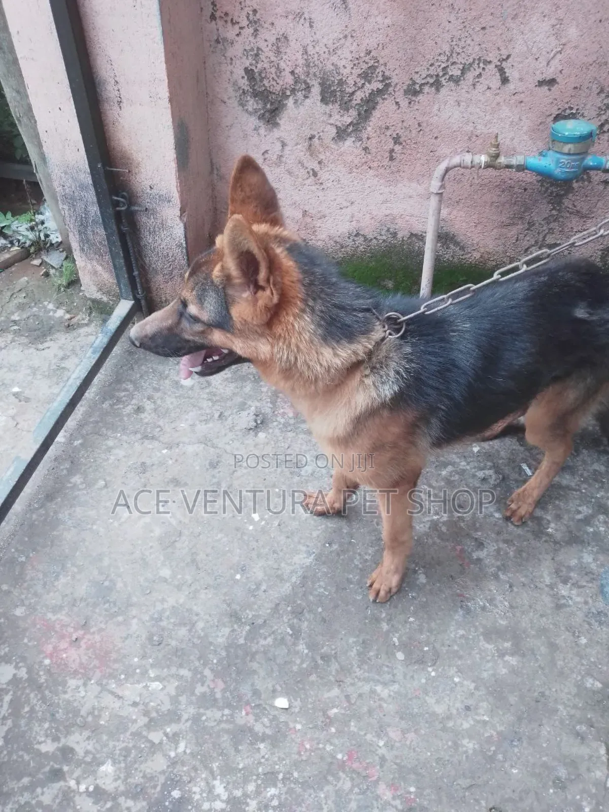 3-6 months Male Purebred German Shepherd