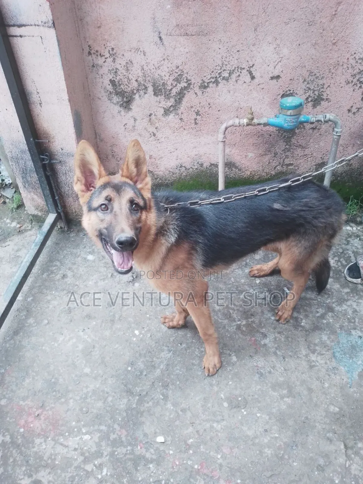 3-6 months Male Purebred German Shepherd