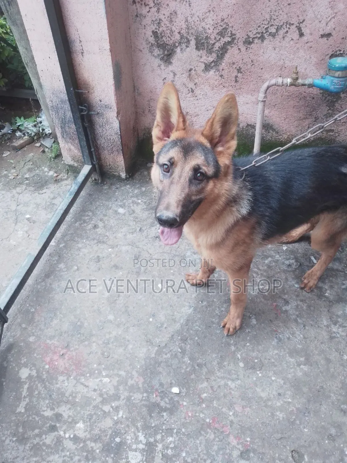 3-6 months Male Purebred German Shepherd