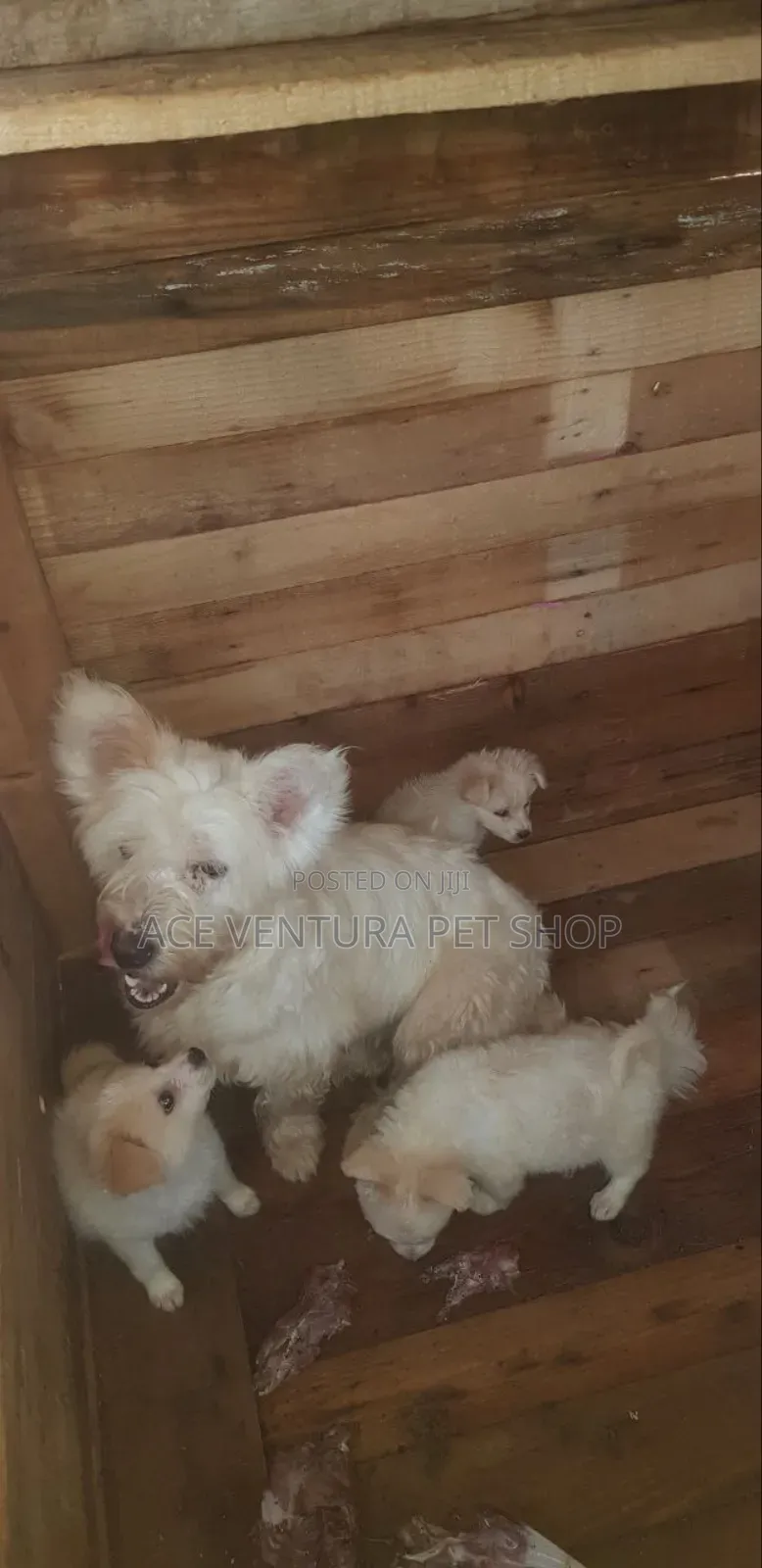 1-3 months Male Purebred Maltese